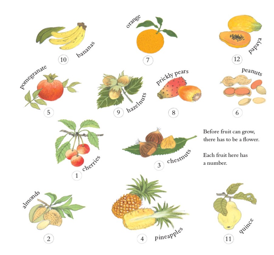 Picture Books | Floris Picture Books How Does My Fruit Grow?