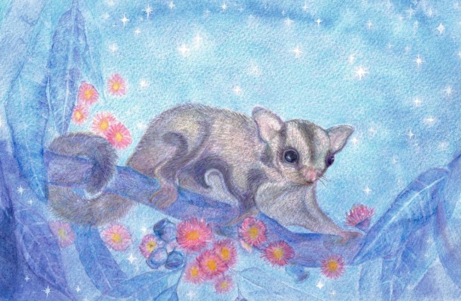 Postcards & Posters | Australian made Postcards & Posters Postcard Winter Sugar Glider