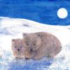 Postcards & Posters | Australian made Postcards & Posters Postcard Winter Wombat