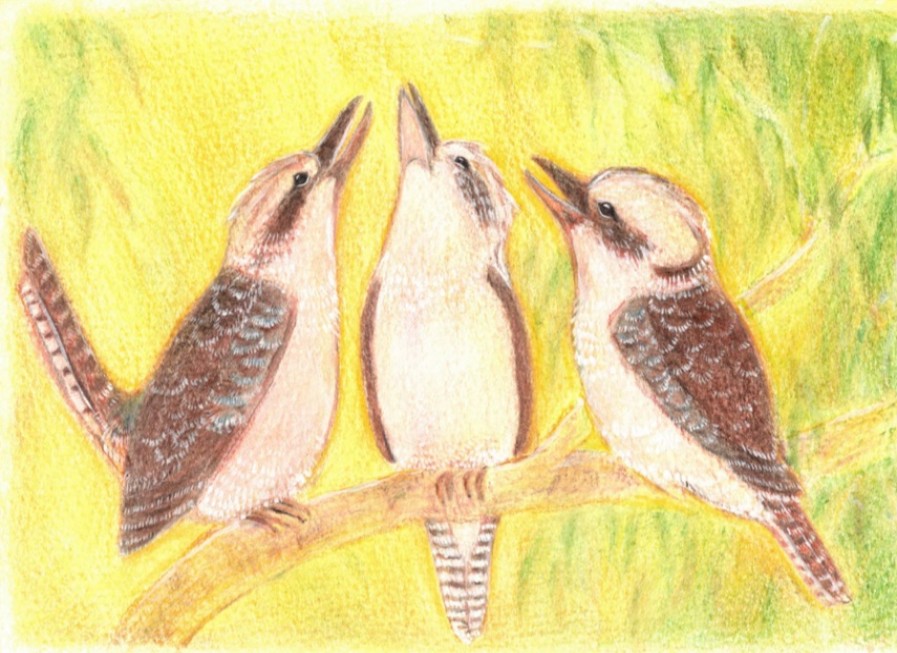 Postcards & Posters | Australian made Postcards & Posters Postcard Spring Kookaburras