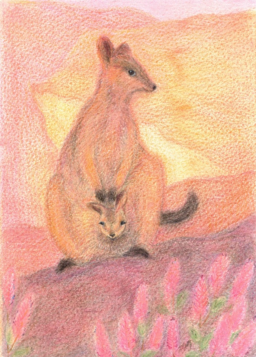 Postcards & Posters | Australian made Postcards & Posters Postcard Spring Rock Wallaby