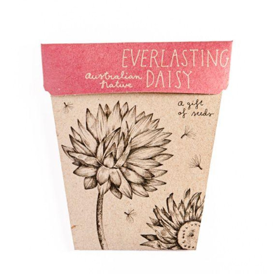 Gardening | Sow ’n Sow Gardening Sow 'N Sow Gift Of Seeds Everlasting Daisy