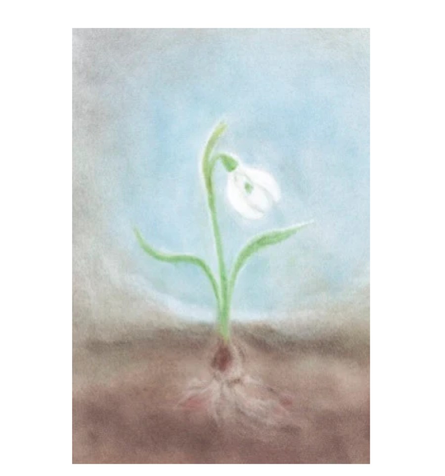 Postcards & Posters | Seccorell Postcards & Posters Seccorell Postcard Snow Drop